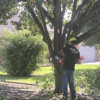 TREE TRIMMING